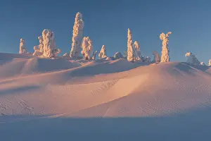 Arctic Winter Scene Drucke: Snow-covered trees in the evening light