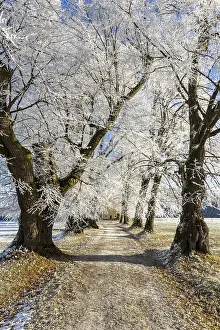 European Winter Scenery Drucke: Snow-covered trees form a wintry path under a blue sky