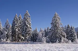 Winter Trees Drucke: Snow covered trees in the wintertime