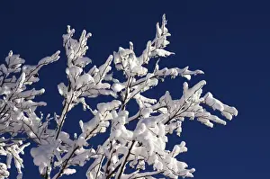 Snowy Tree Landscape Drucke: Snow covered trees in the wintertime