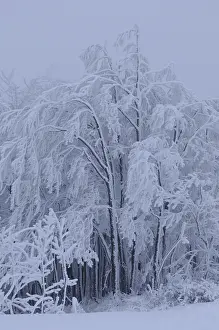 Frozen European Landscape Drucke: Snow-covered trees in a wintry landscape