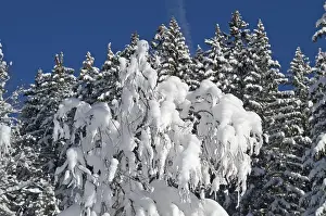 Snow Capped Trees Drucke: Snow covered twigs