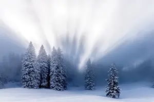 Cold Daytime Forest Scene Drucke: Snow-covered winter forest, with backlight