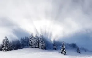 Coniferous Tree In Snow Drucke: Snow-covered winter forest, with backlight