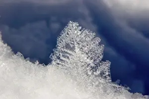 Crystalline Ice Plant Images Drucke: Snow cristals