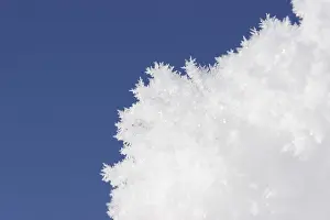 Ice Crystal Patterns Drucke: Snow cristals