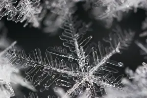 Winter Nature Photography Drucke: Snow crystals