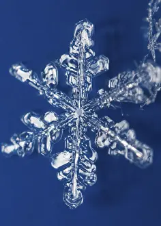 Snow Crystals Drucke: Snow crystals