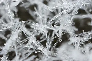 Winter Nature Photography Drucke: Snow ice crystals