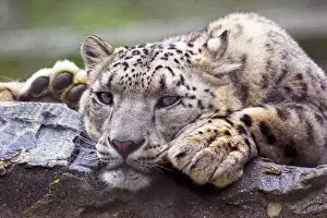 IUCN Threatened Species List Drucke: Snow Leopard In Captivity