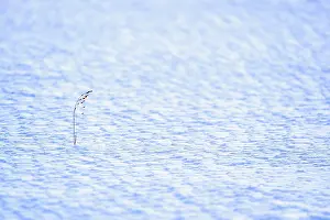 Polar Region Scenery Drucke: Snow patterns and one blade of grass in Ilulissat