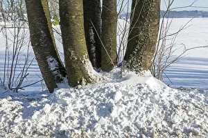 German Rose Garden Drucke: Snow, tree trunks, winter, Sieversen