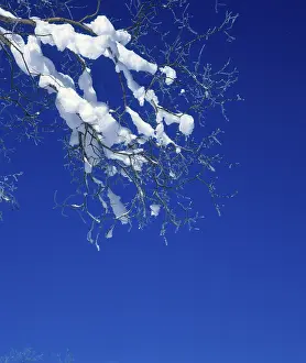 Snowy Branch Drucke: Snow on twig