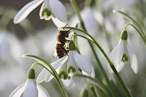 European Spring Bloomers Drucke: Snowdrop, bee, winter, Germany