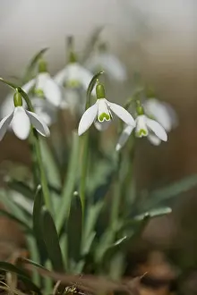 Upper Bavaria Flowers Drucke: Snowdrop (Galanthus) in the forest