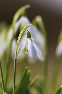 Lower Austria Flowers Drucke: Snowdrop (Galanthus), spring bloomer