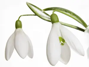 White Blossom Details Drucke: Snowdrops