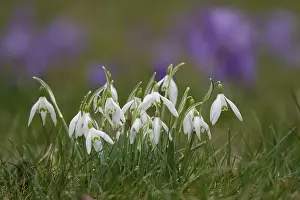 No People Flowering Scene Drucke: Snowdrops, crocuses in the background