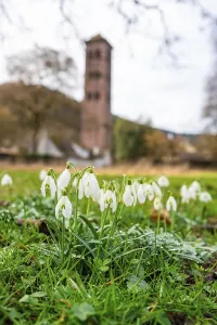 Benedictine Abbey Photography Drucke: Snowdrops in the foreground with a blurred tower in the background