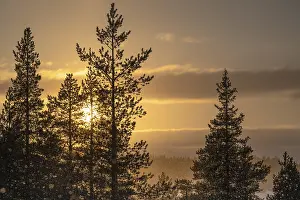 Northern Europe Snowfall Drucke: Snowfall against light, Gallivare