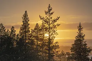 Scandinavian Travel Images Drucke: Snowfall against light, Gallivare