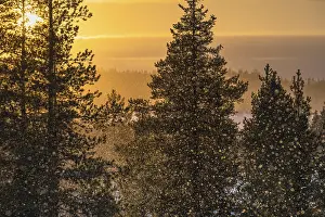 Northern Europe Snowfall Drucke: Snowfall against light, Gallivare