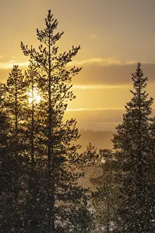 Northern Europe Snowfall Drucke: Snowfall against light, Gallivare