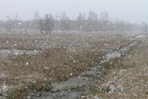 Flusslandschaft Peenetal Nature Park Drucke: Snowfall over the moor in spring