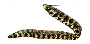 Drucke von Schneeflocken-Moräne schwimmt zum Oberflächen, Echidna nebulosa, isoliert auf weiß Muräne Drucke: Schneeflocken-Moräne schwimmt aufwärts zur Oberfläche.