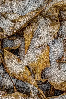No People In The Snow Drucke: Snowflakes