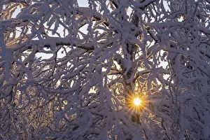 Lapland Nature Photography Drucke: Snowy birch tree against light