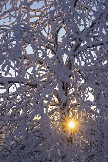 Snow Covered Trees Europe Drucke: Snowy birch tree against light