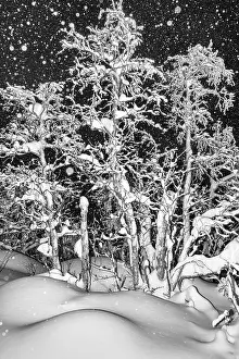 Lapland Sweden Drucke: Snowy birch trees during snowfall