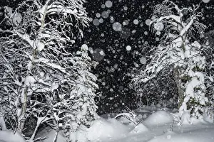 European Winter Scenery Drucke: Snowy birch trees during snowfall