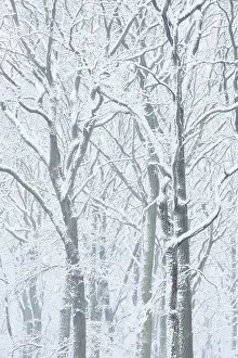 German Flora Botany Drucke: Snowy deciduous trees in winter
