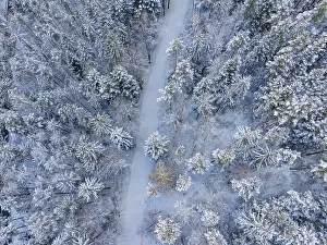 Snowy Forest Path Drucke: Snowy path through a dense, wintry forest
