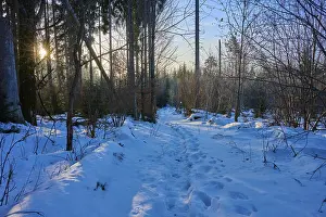 Snow Covered Tree Landscape Drucke: Snowy path in the forest with sunlight through the trees