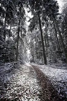 Winter Nature Photography Germany Drucke: A snowy path leads through a wintry forest
