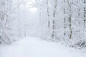 Snow Covered Deciduous Trees Drucke: Snowy trail through deciduous forest in winter