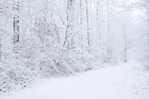 European Wintry Landscape Drucke: Snowy trail through deciduous forest in winter