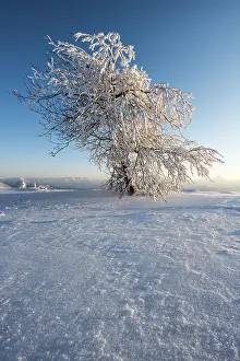 Snowy Tree Landscape Drucke: Snowy tree in the evening light