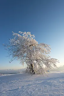 Atmospheric Evening Landscape Drucke: Snowy tree in the evening light