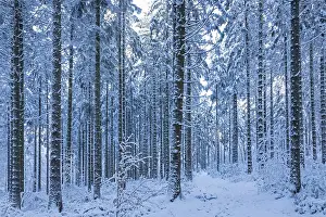 Snowy Tree Trunks Drucke: Snowy trees, tree trunks, forest