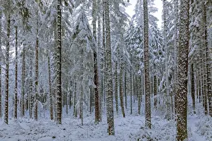 Tree Trunk Drucke: Snowy trees, tree trunks, forest