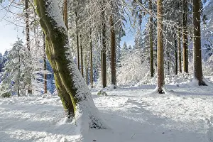 Lower Saxony Germany Scenery Drucke: Snowy trees, tree trunks, forest