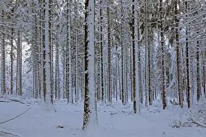 Tree Trunk Drucke: Snowy trees, tree trunks, forest