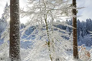 Snow Capped Trees Europe Drucke: Snowy trees, tree trunks, forest