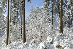 Tree Trunk Drucke: Snowy trees, tree trunks, forest