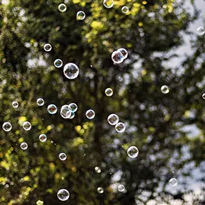 Deserted Tree Scene Drucke: Many soap bubbles shimmering, floating in front of a tree