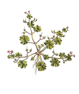 Alternative Healthcare Options Drucke: Soft cranesbill (Geranium molle)